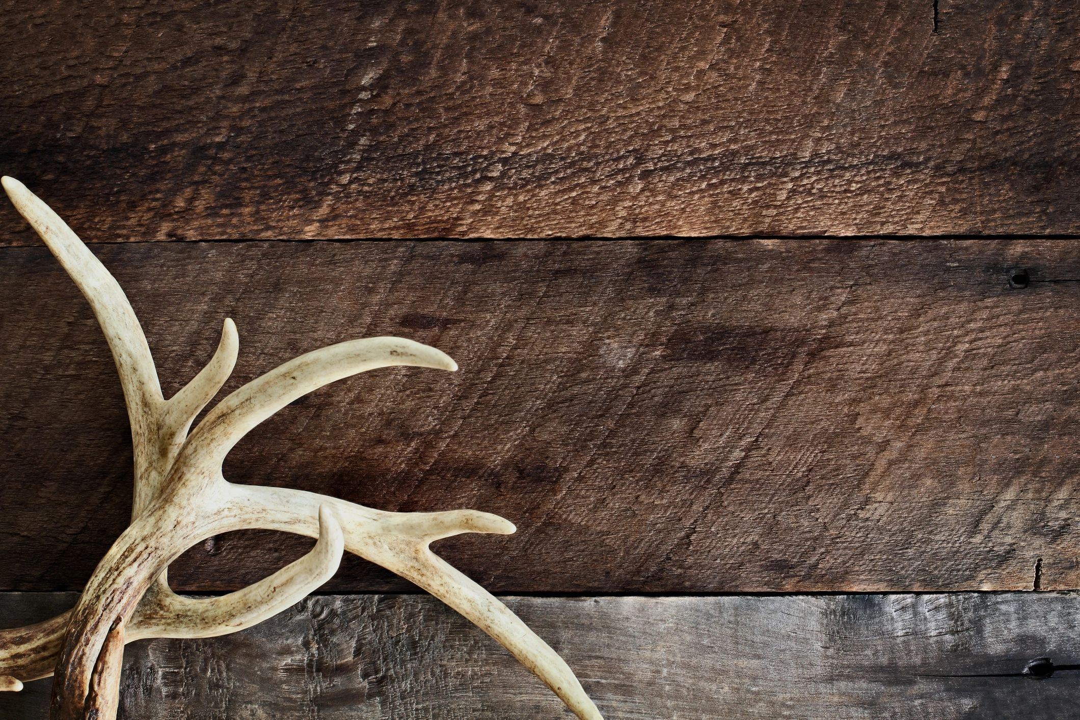 Deer antlers on rustic wooden background