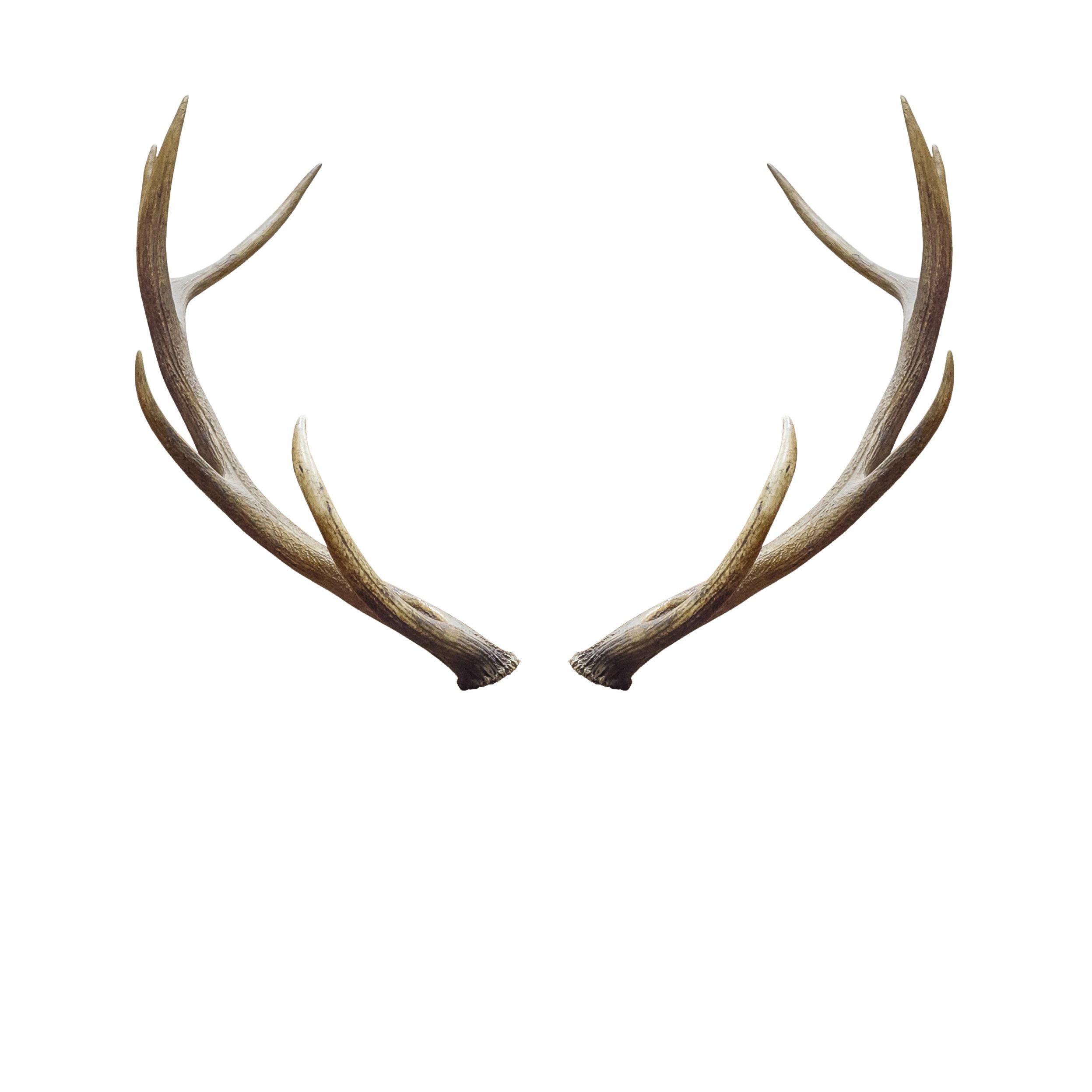 Whole whitetail antler dog chew on a clean background