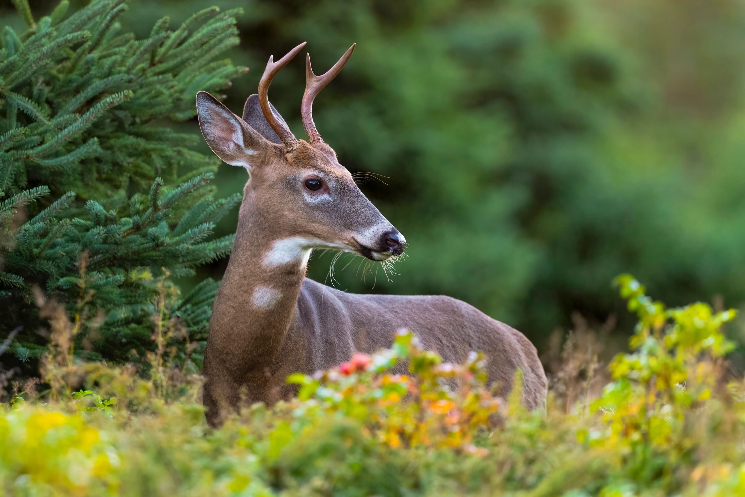 White-tailed deer in autumn (used as a natural-themed avatar image)