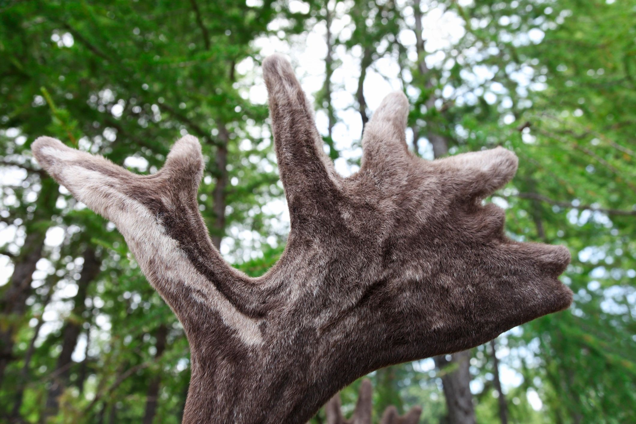 Close-up of an antler texture in a natural setting