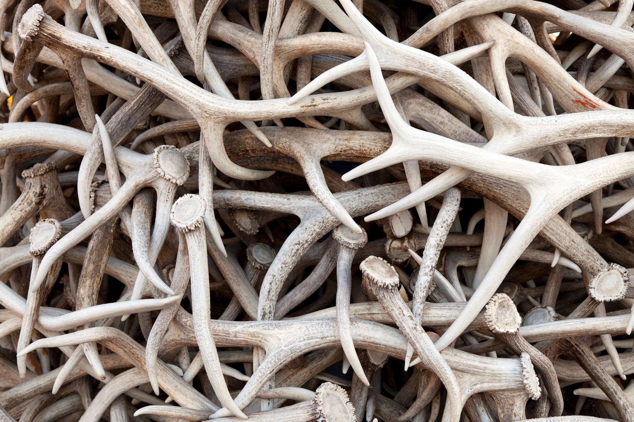 Stack of antlers outdoors in Jackson, Wyoming