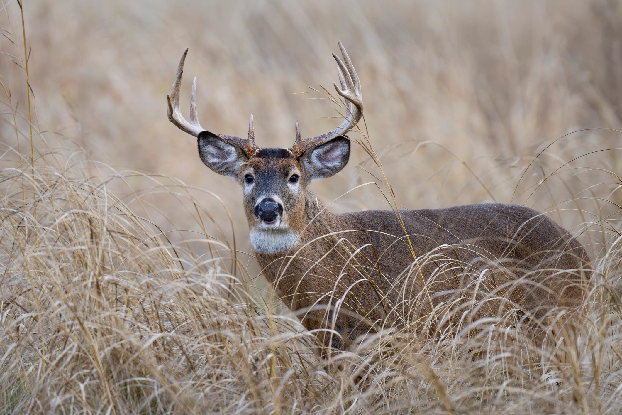 White-tailed deer looking at camera (used as a natural-themed avatar image)